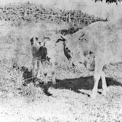Print, photographic, sepia