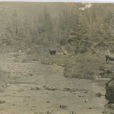 Print, Photographic