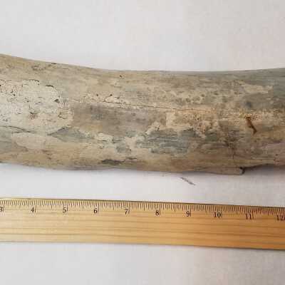 Front of Mammoth tusk: Origsize: 1.75 x .75