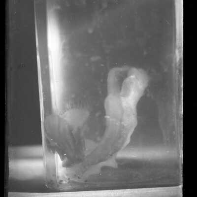 Negative, Glass-plate