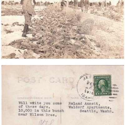 10,000 Rabbits