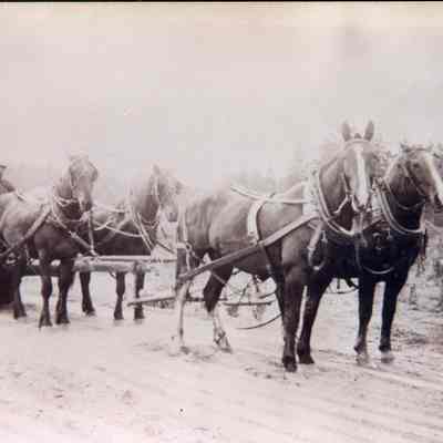 Horses Pulling a Road Roller - Fort Casey
