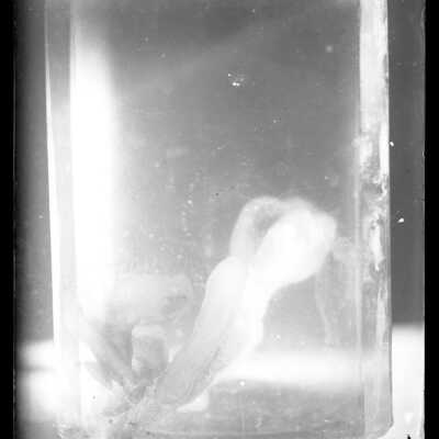 Negative, Glass-plate