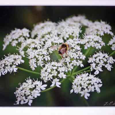 Busy May Bee