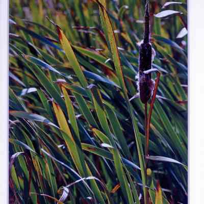 Cattail's October Harvest