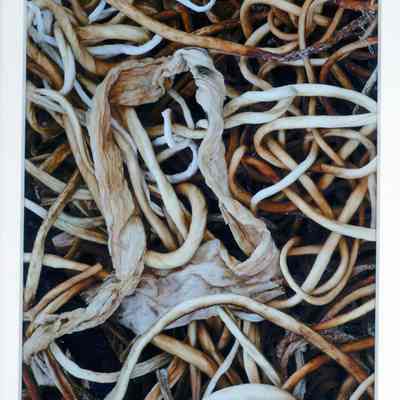 Dried June Tangle