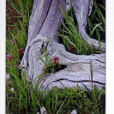 Entwined April Garden