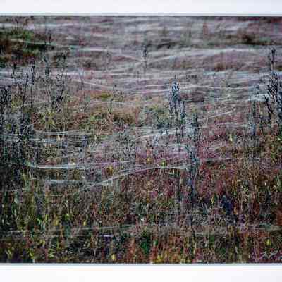 Spidery November Blanket