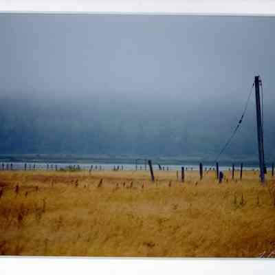Waitful August Fields