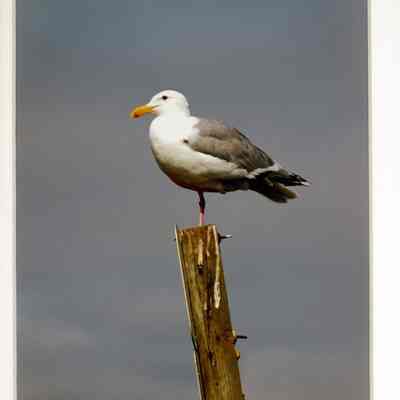 Watchful August Sentinel