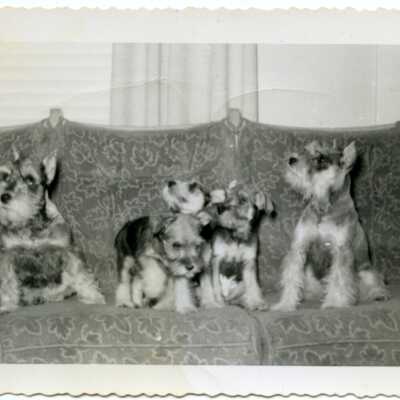 Print, Photographic
