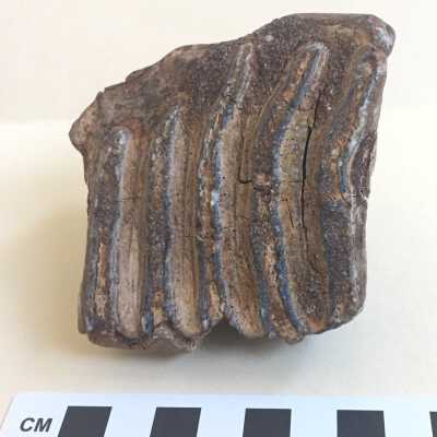 Tooth