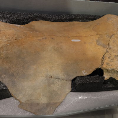 Partial Scapula - Mammoth