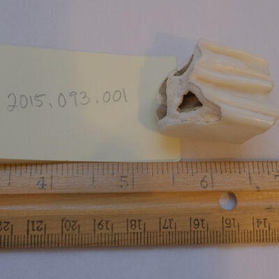 Tooth