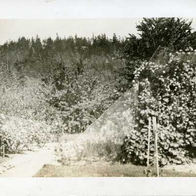 Postcard, Photographic