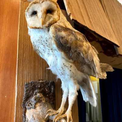 Barn Owl and Snowy Owl