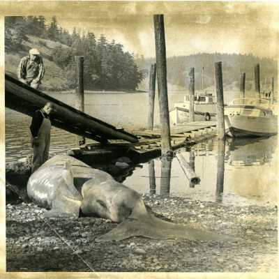 Cornet Bay - Beached Basking Shark