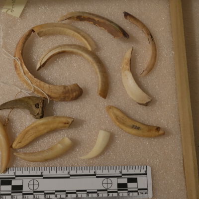 Boar tusks & teeth