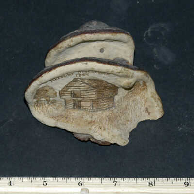 Fungus