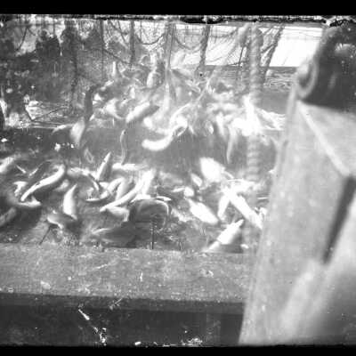 Negative, Glass-plate