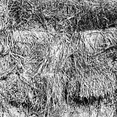 Origformat: Print-Photographic