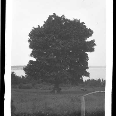 Negative, Glass-plate