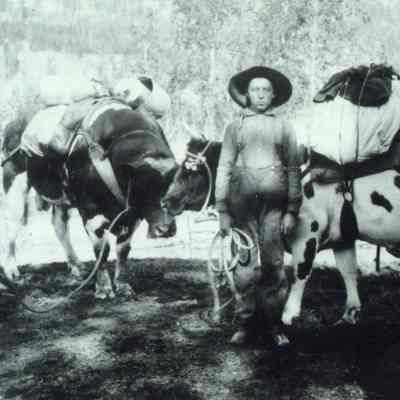 019 - Cows as pack animals