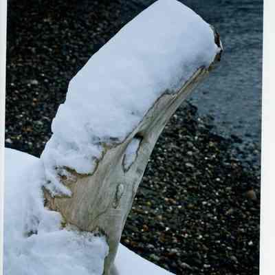 Whidbey