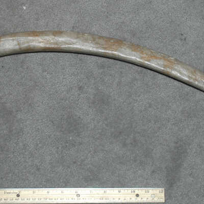 Bone