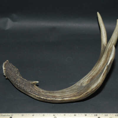Horn