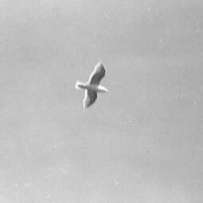 Negative, Film