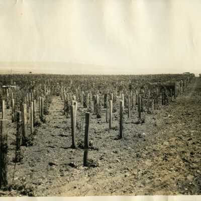 Greenbank Berry Farm Rasberry Patch 1927