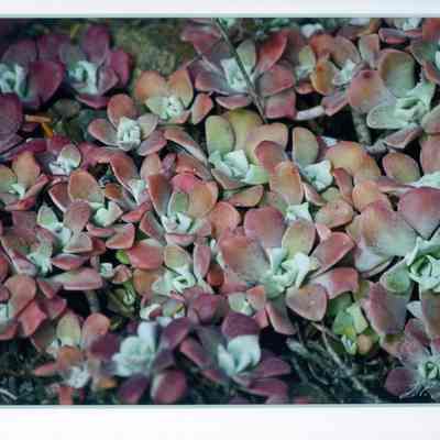 April's Succulence