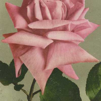 Postcard