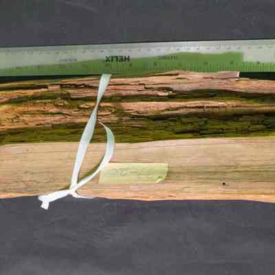 Wood