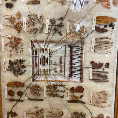 Weaving plant dye display