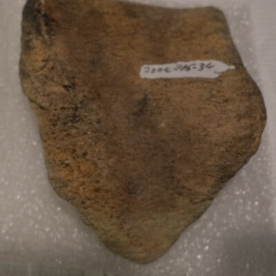 Mammoth Bones