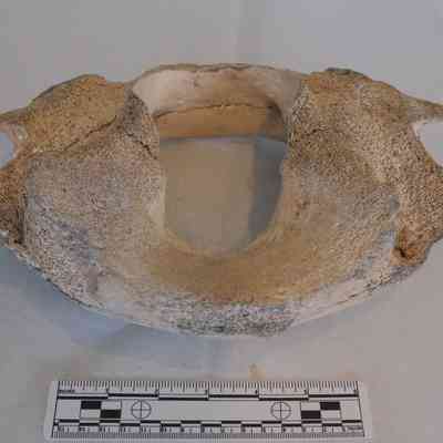 Vertebra, Mammoth