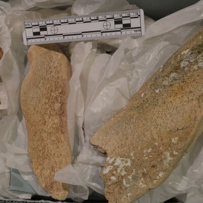 Mammoth Bones