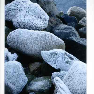 Slivered January