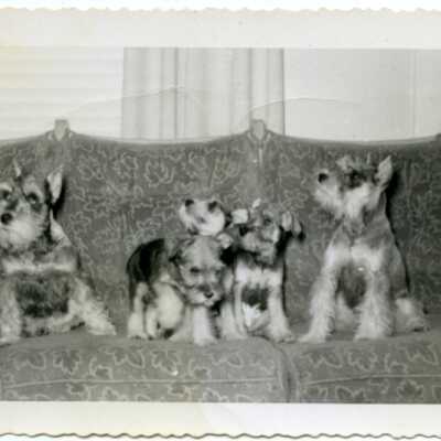 Origformat: Print-Photographic