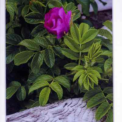 June Garden