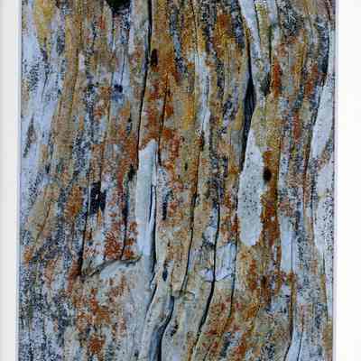 Striated September