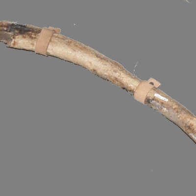 Bones