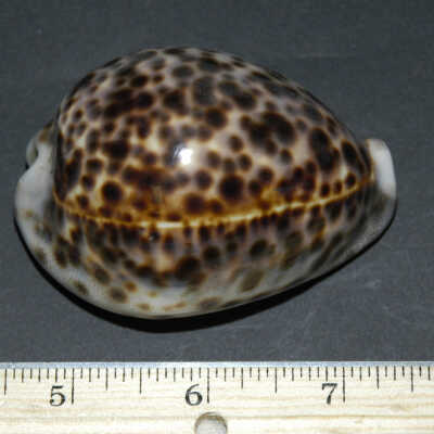 Shell