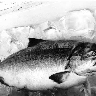 Fish in the Freezer