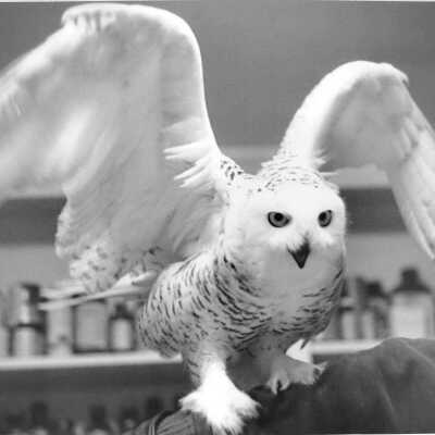 Snow Owl
