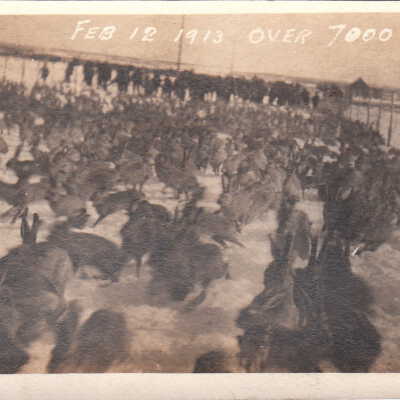 Feb 12 1913 Over 7000 killed