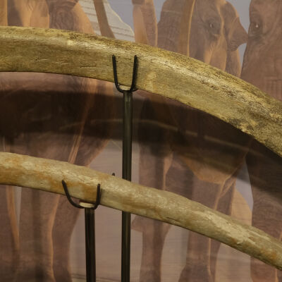 Mammoth Rib Bone