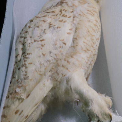 Snowy Owl: Storage Box CB 263